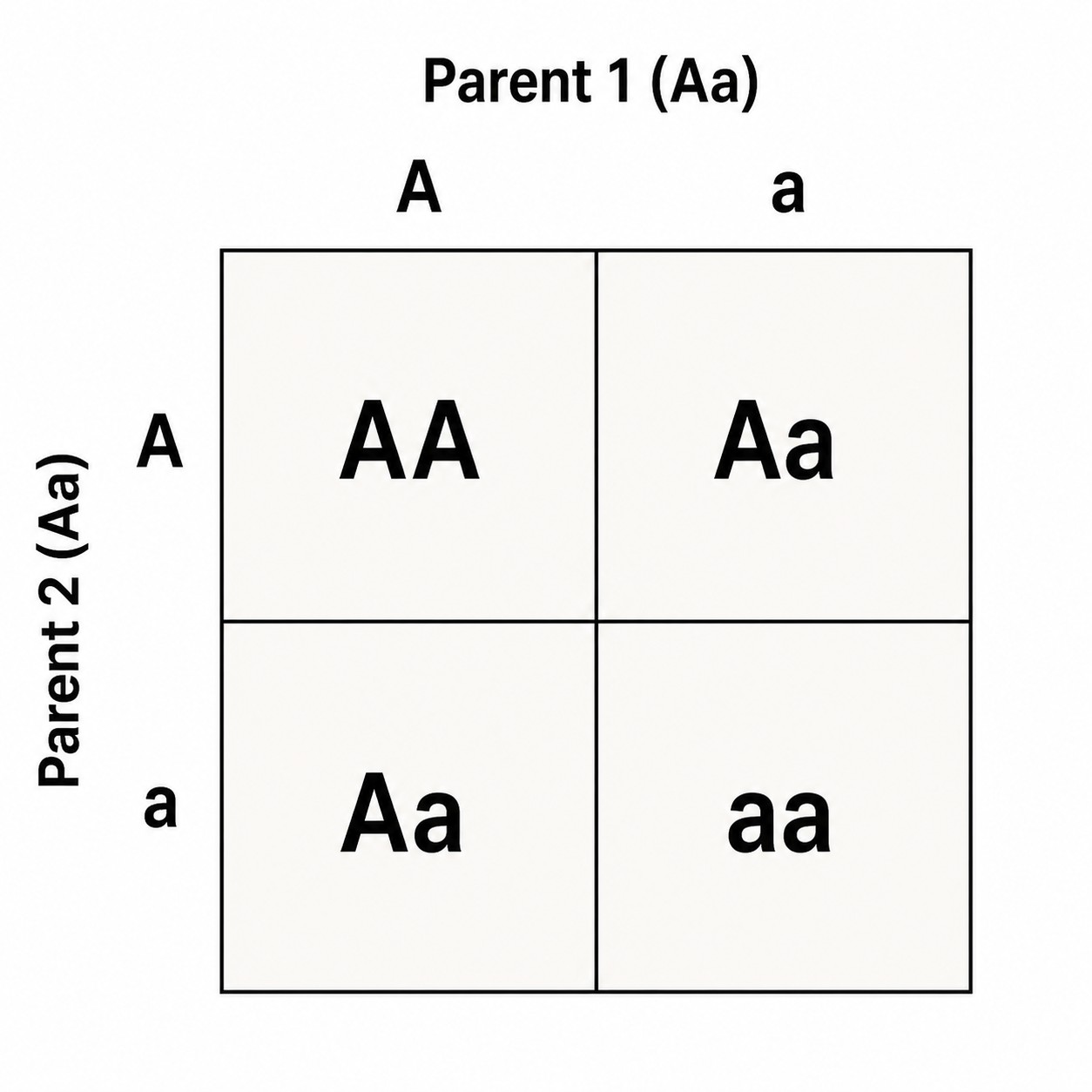 Aa × Aa Punnett square. Count the cells to compute the probability.