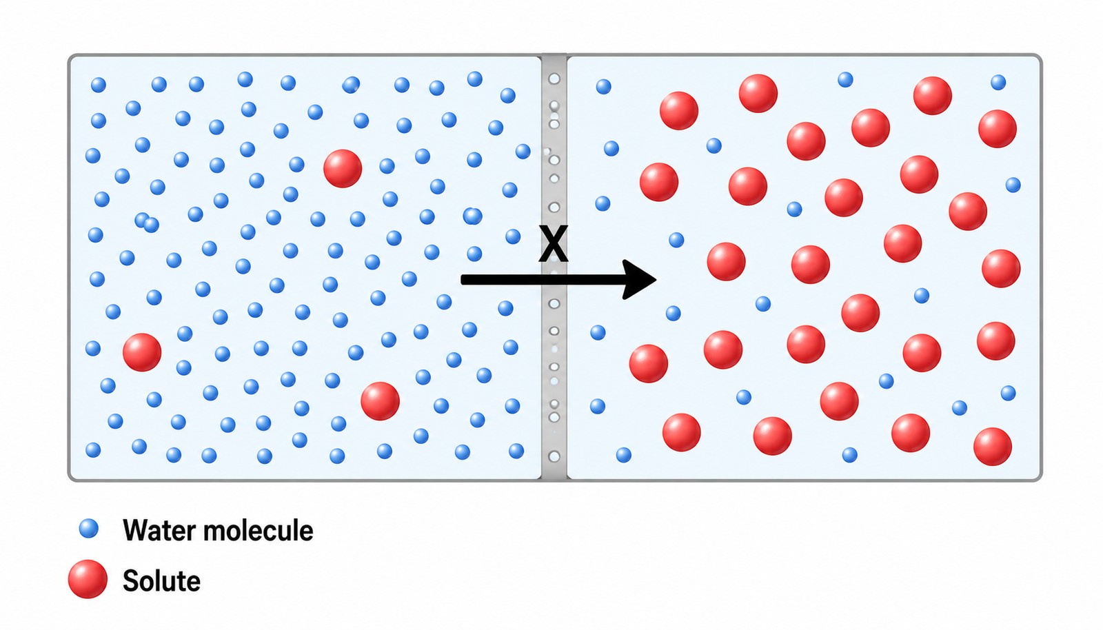 Water moves from low-solute side to high-solute side. That movement is osmosis — even though the diagram never says the word.